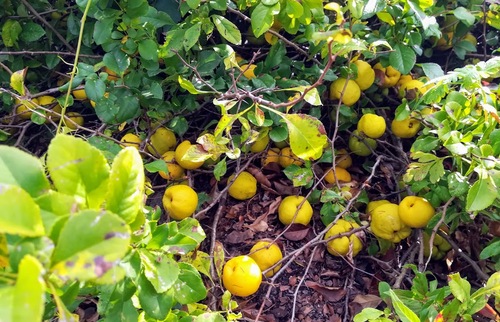 Pigwowiec japoński (chaenomeles japonica)